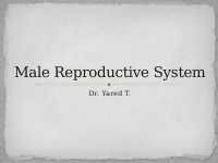 12. Male reproductive system.pdf